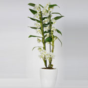Dendrobium Branca + Cachep Branco